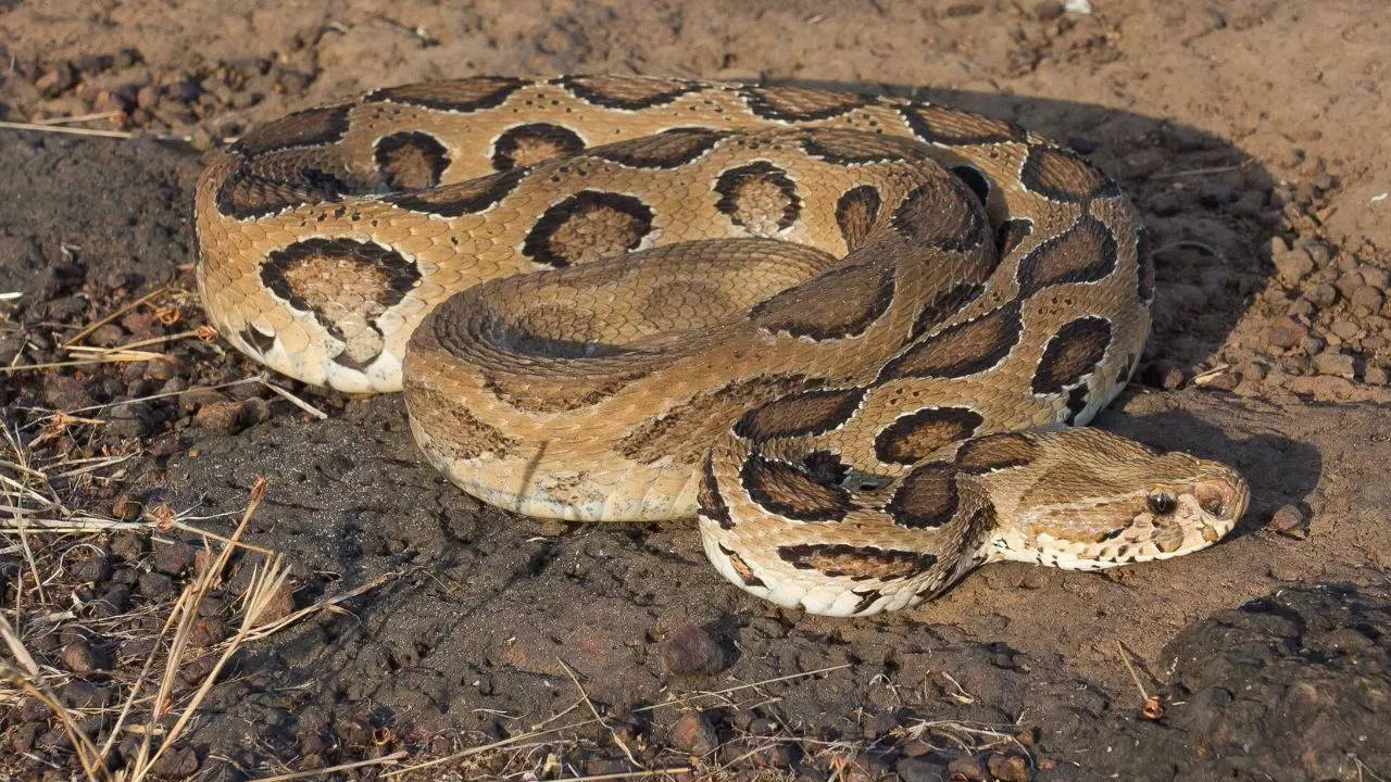 russell viper snakes