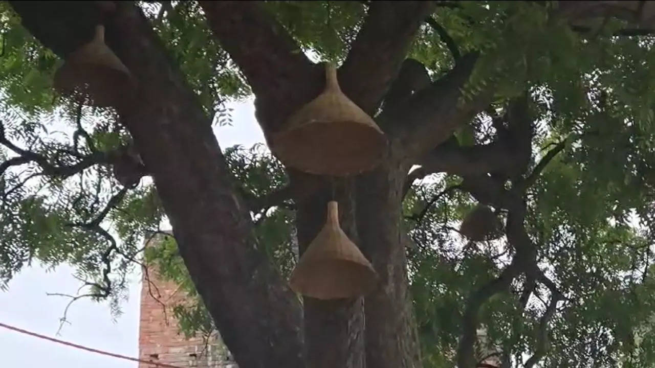 Ayodhya Light Theft