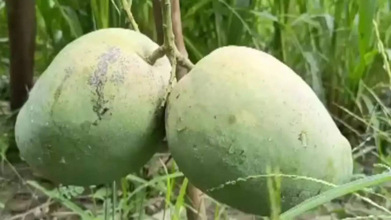 Nagendra Bhog Mangoes