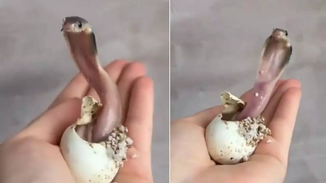 snake baby born