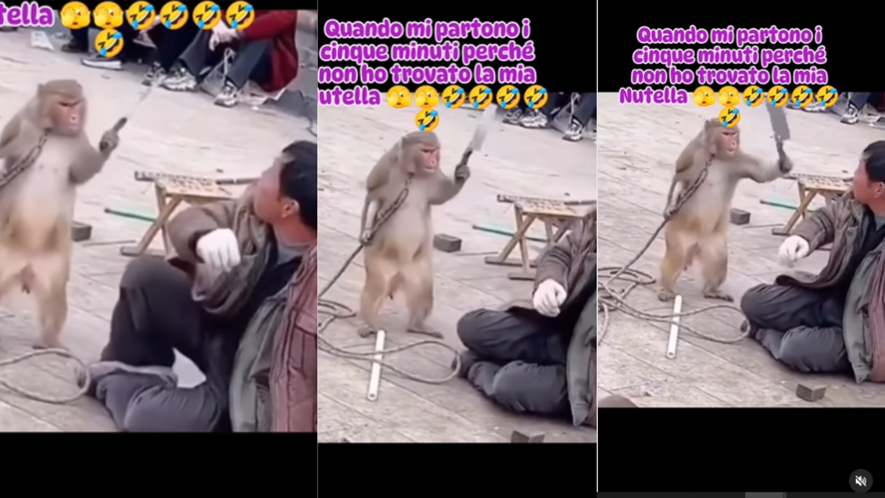 Monkey Attack Video