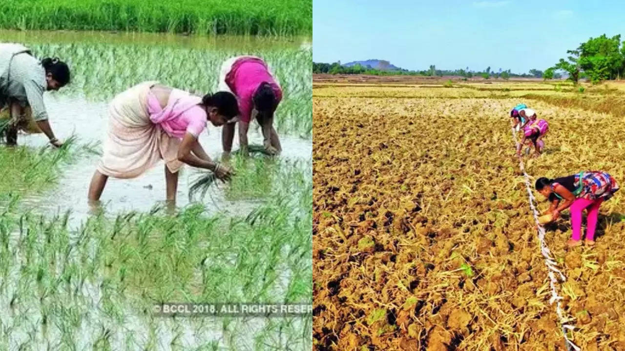 area of paddy and pulses