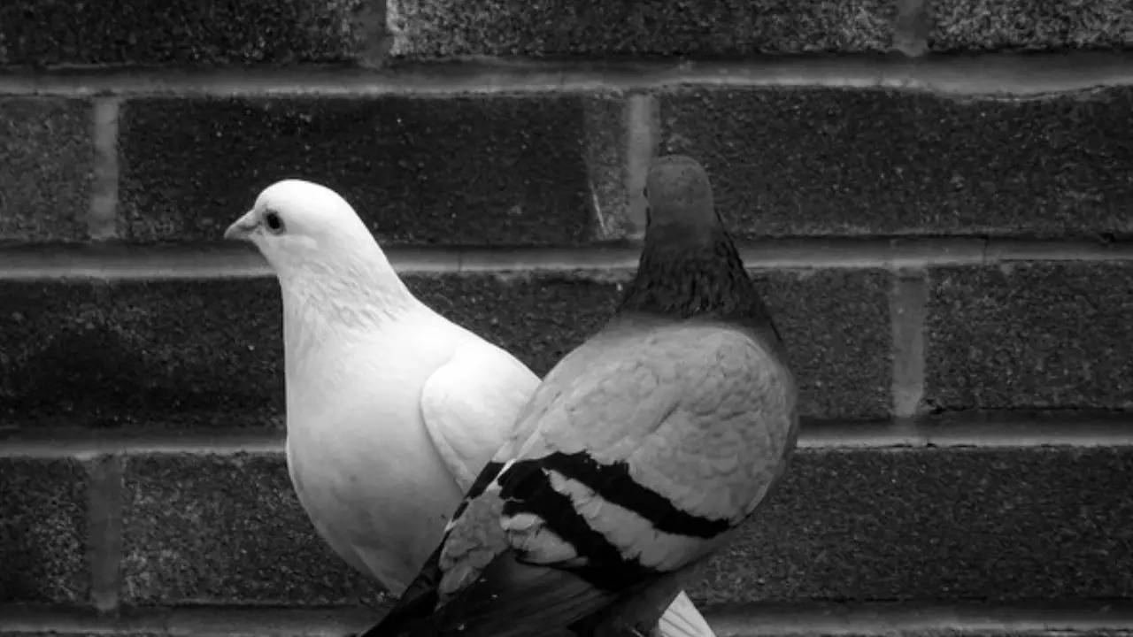 Pigeon File Photo