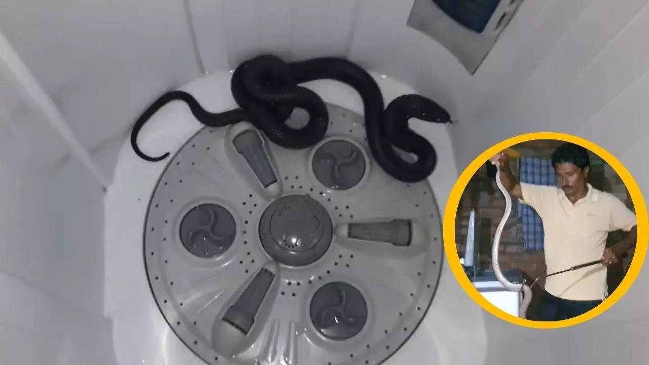 Snake in Washing Machine