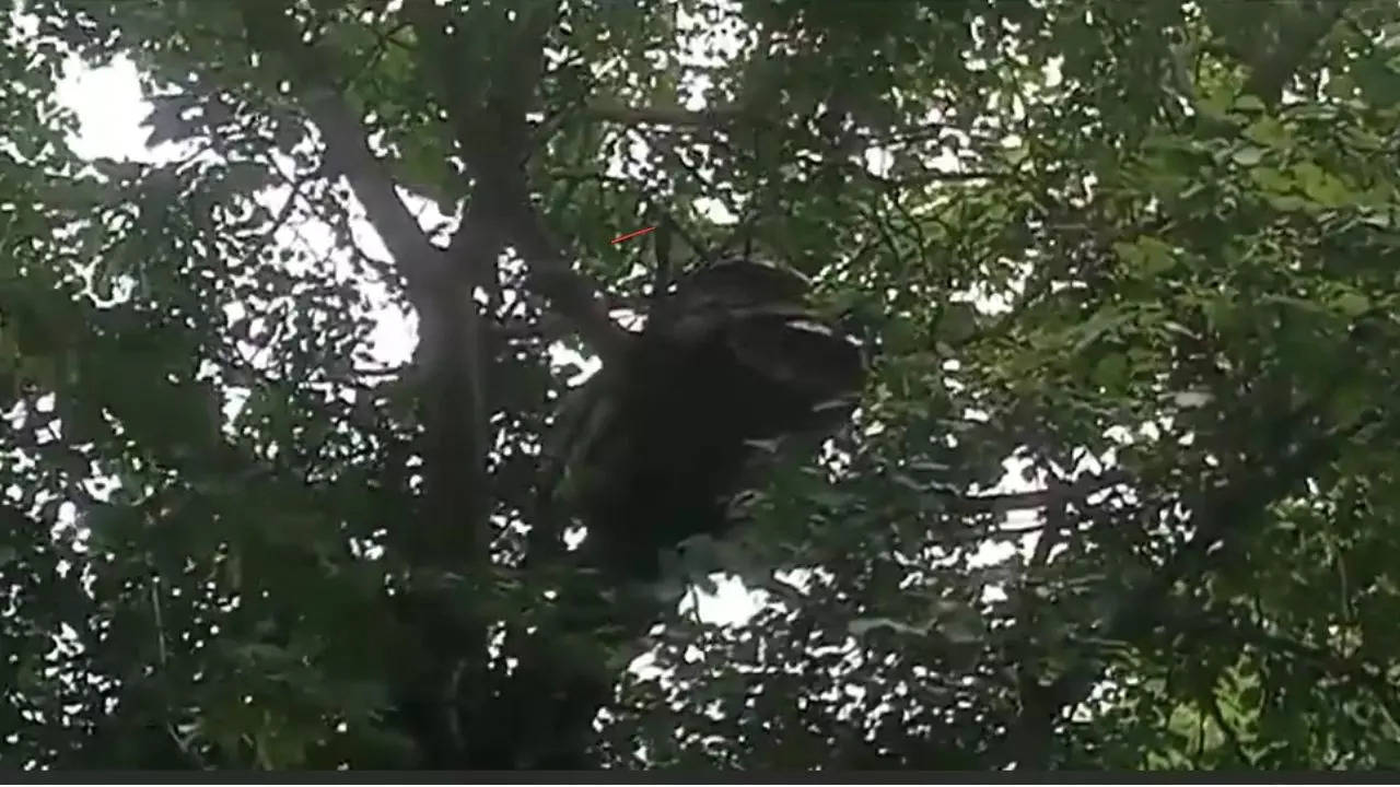 Python Climbing A Rosewood Tree