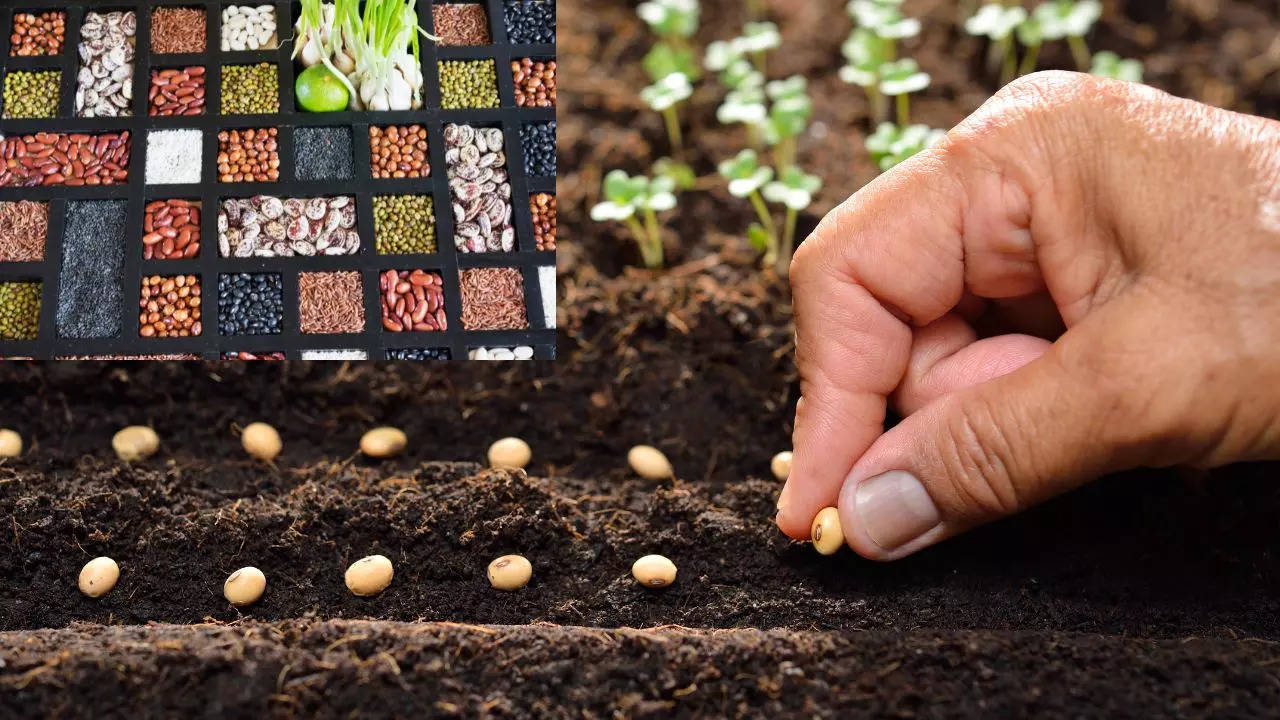 Appointment of Seed Seller Dealer