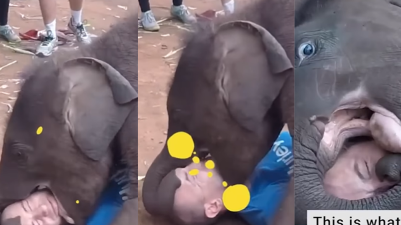 Elephant Viral Video