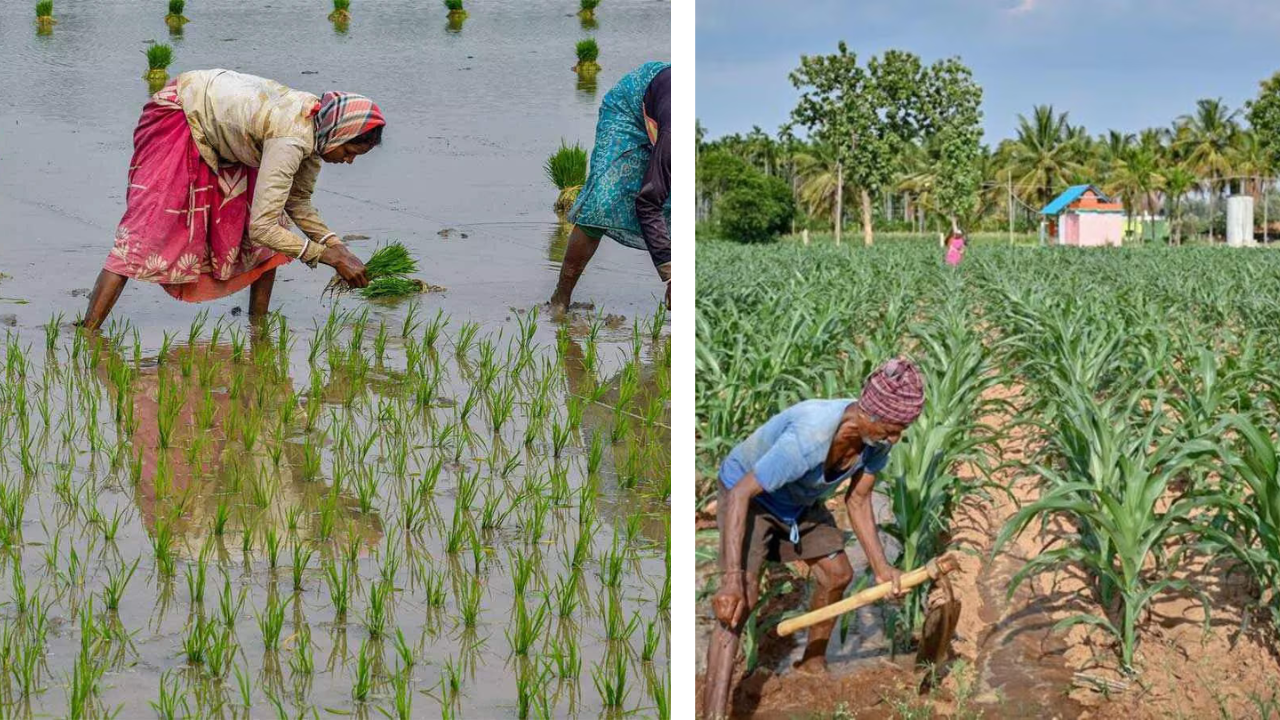 Bihar Paddy, Maize