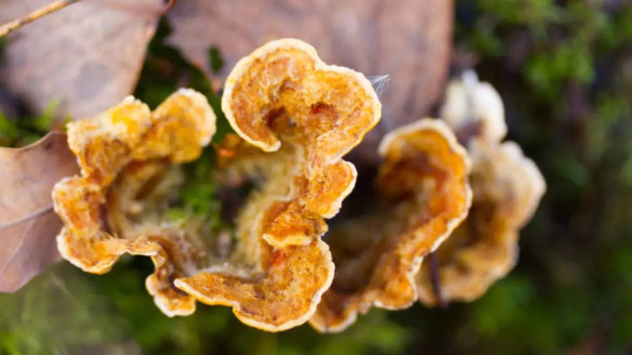 colourful fruit-like fungi and forests haunted by species loss