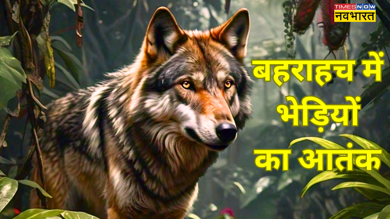 Terror of wolves in Bahraich,