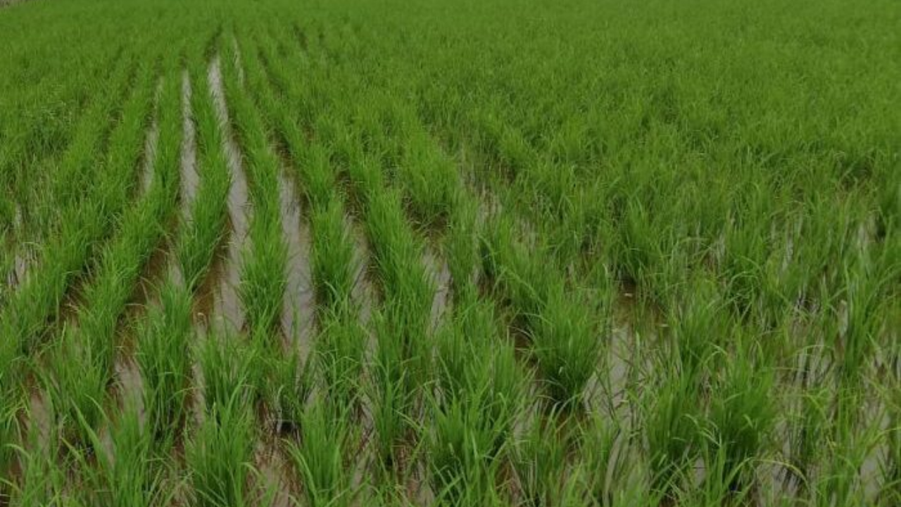 Kharif Acreage: धान-दलहल का रकबा बढ़ा, खरीफ फसल अच्छी होने की उम्मीद, हालांकि नकदी फसलों में गिरावट