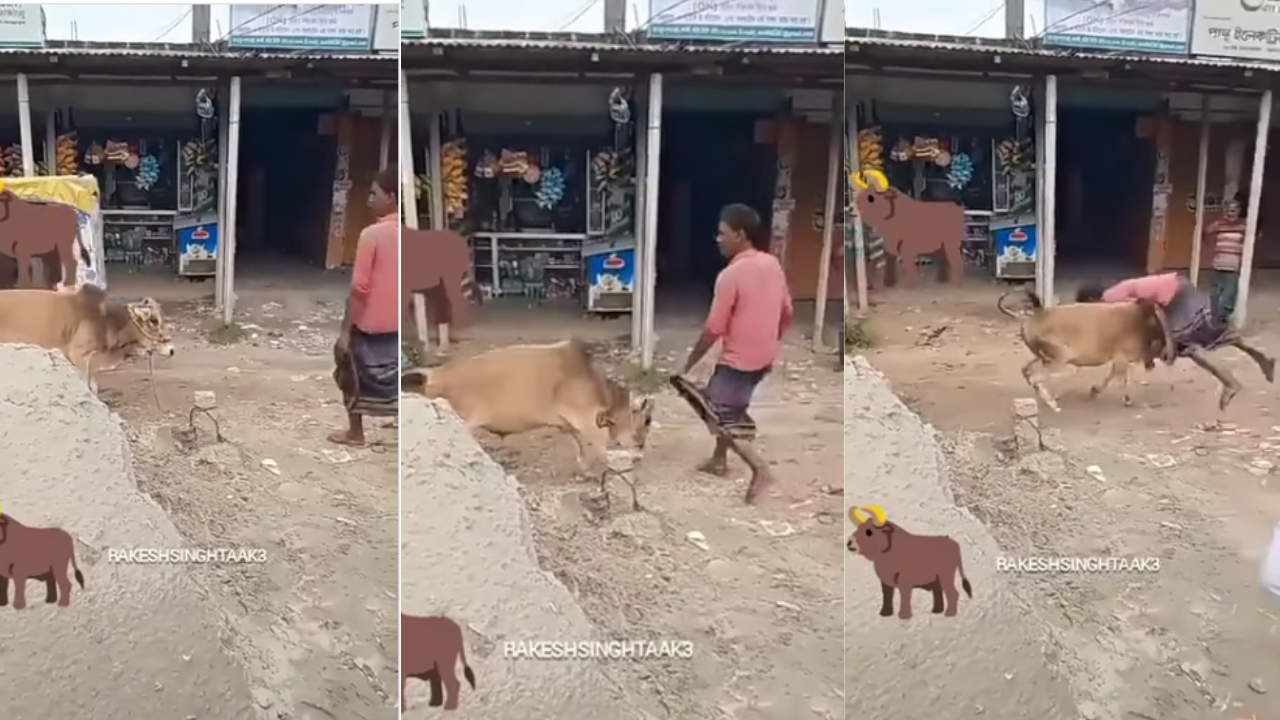 Cow Attack on Man