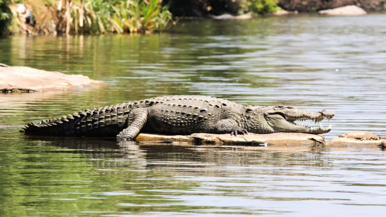 Crocodiles in Vadodara