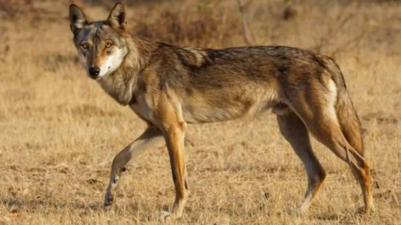 bahraich wolf