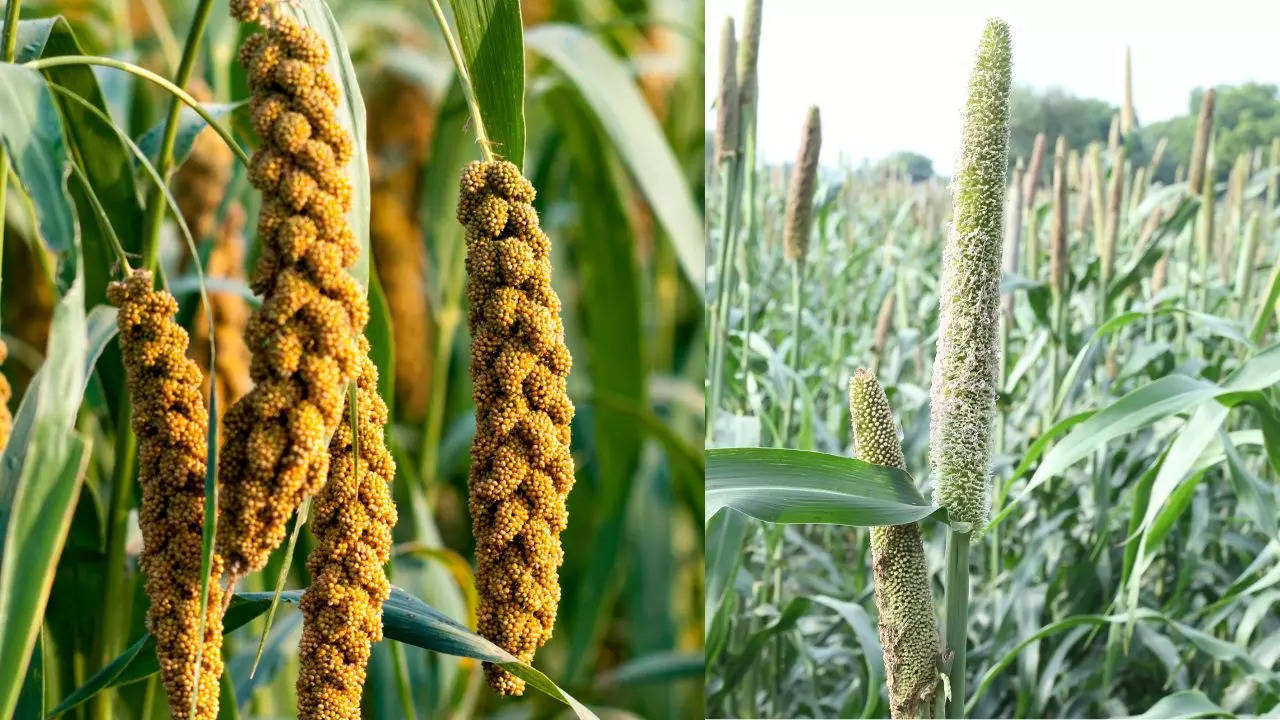 Cultivation of Millets, Cultivation of Coarse Grains, Incentive for Cultivation of Millets