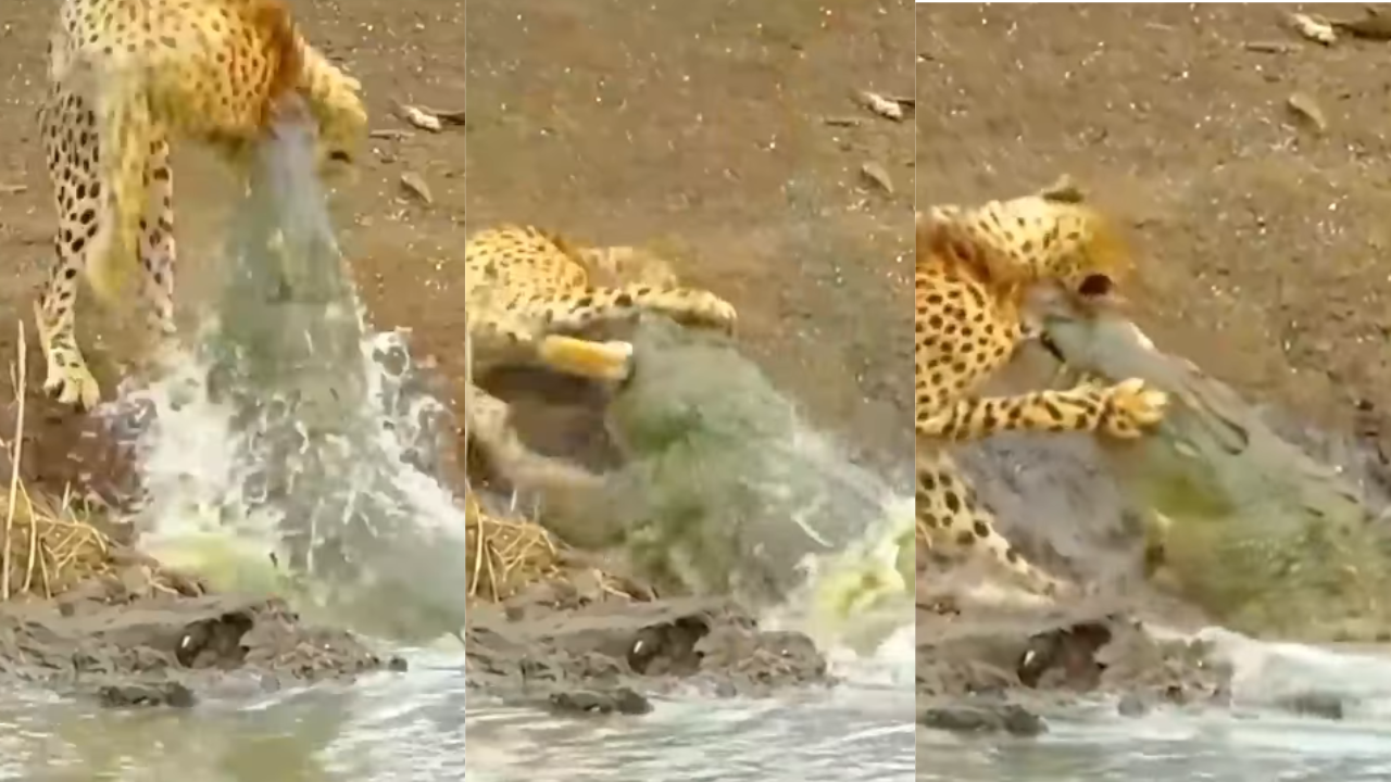 Crocodile Attack on Leopard