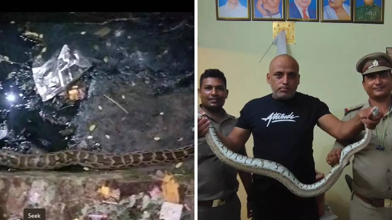 Lucknow Snake