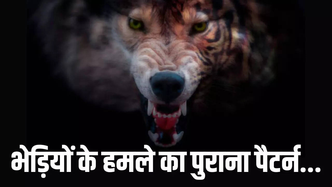 wolf attacks why do wolves become man eaters know the reason in hindi