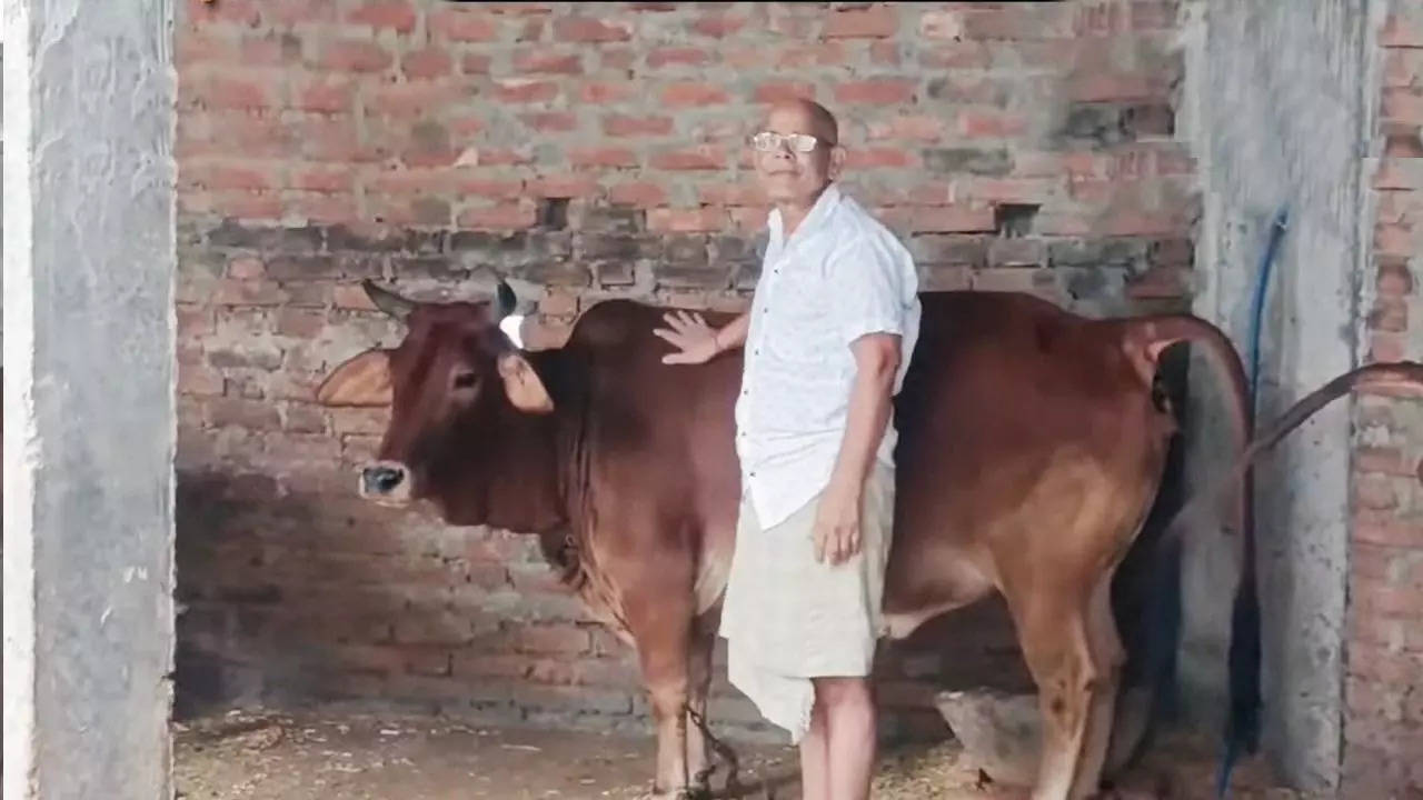 mp sidhi wonder cow kamadhenu of kalyug