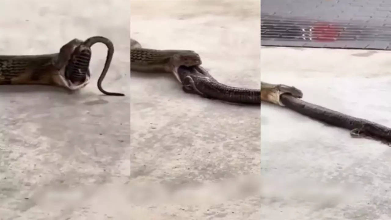 Snake Viral Video