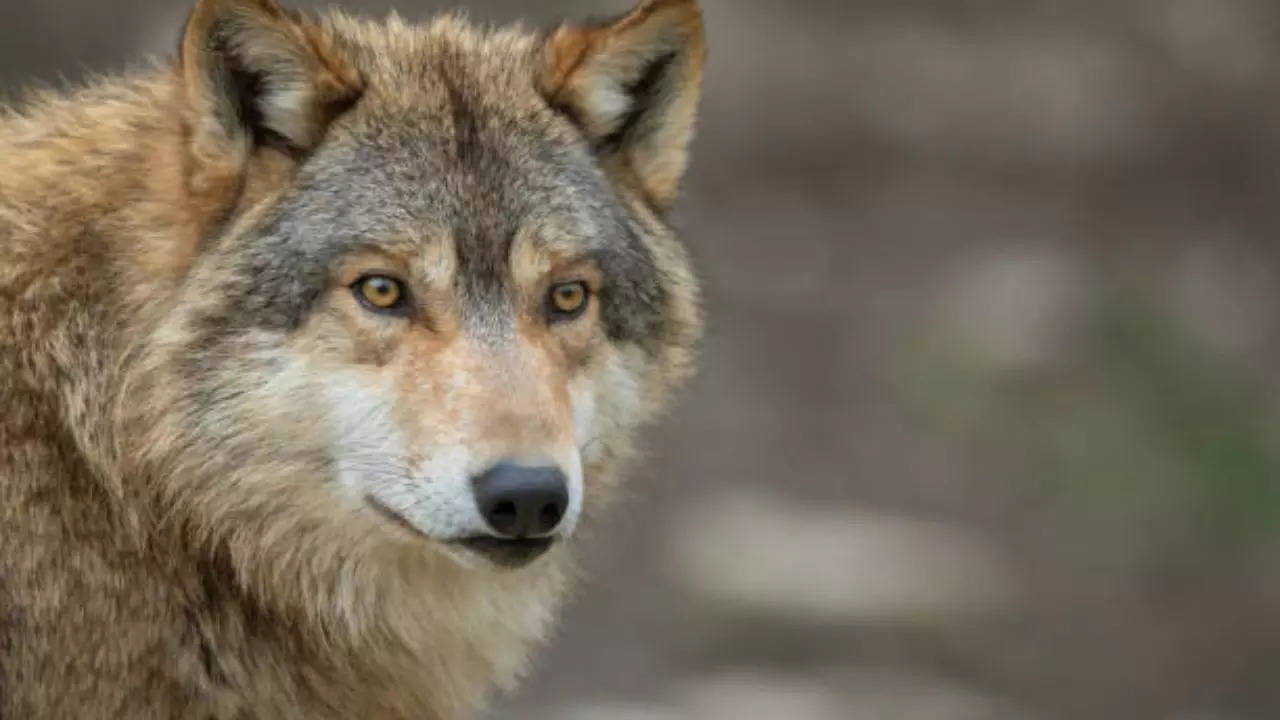 five members of family were attacked by a wolf in khandwa madhya pradesh