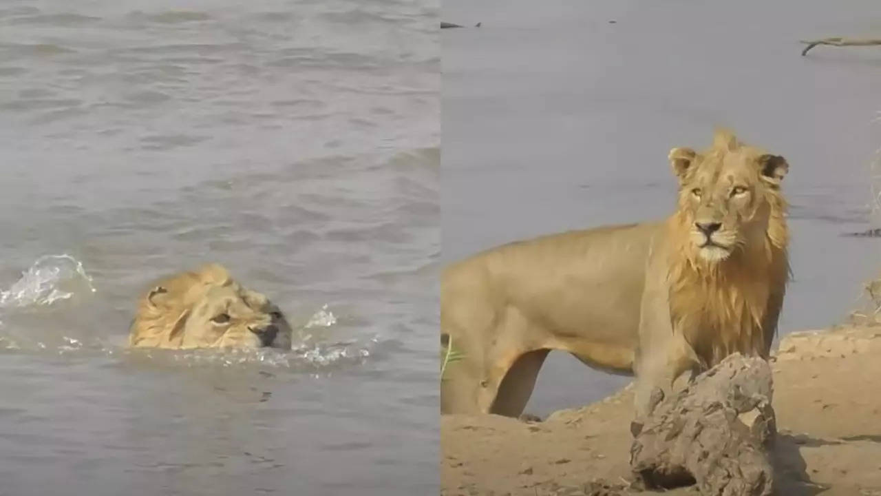 lion Viral Video