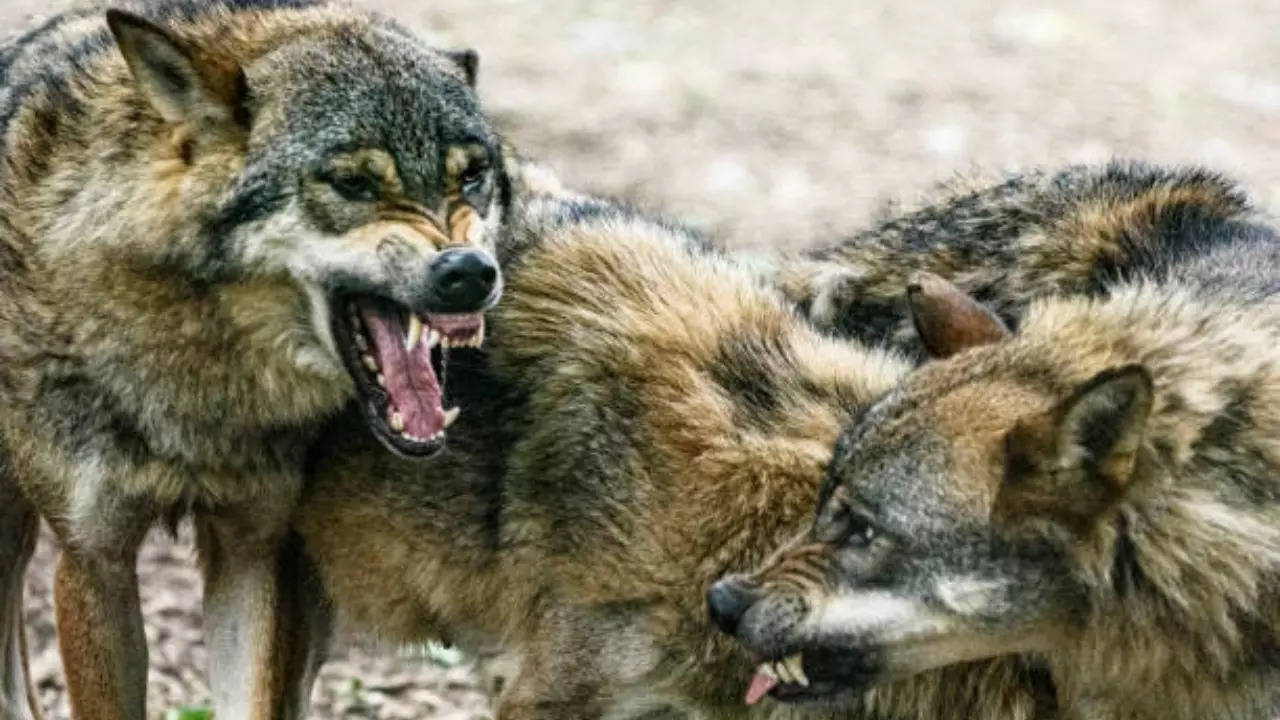 wolf terror in madhya pradesh 5 people injured in one night all admitted in khandwa hospital