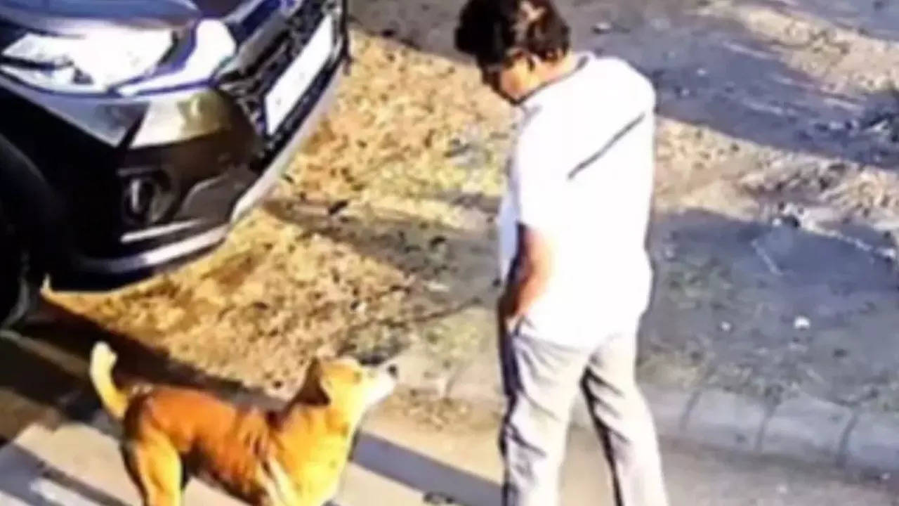 first showed affection and then stray dog attacked omg video goes viral