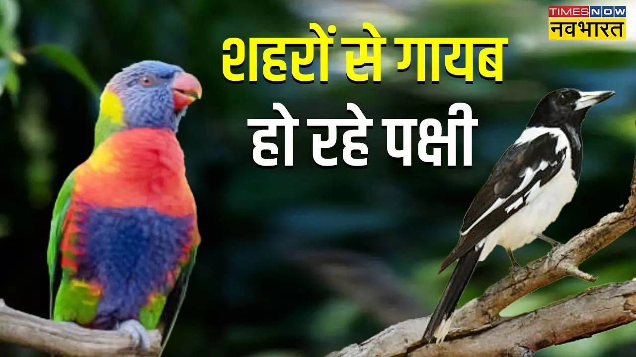 our cities are losing the colourful birds says study