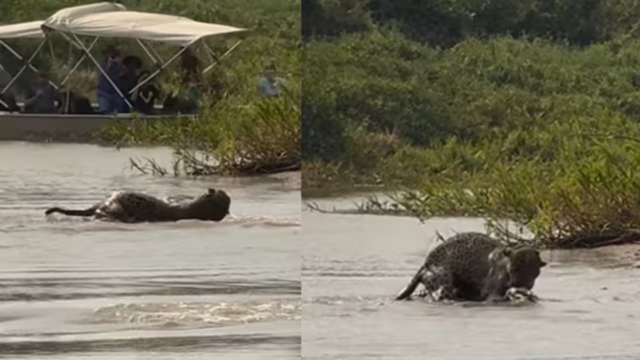 viral video jaguar hunts crocodile in water internet shocked after watch this video