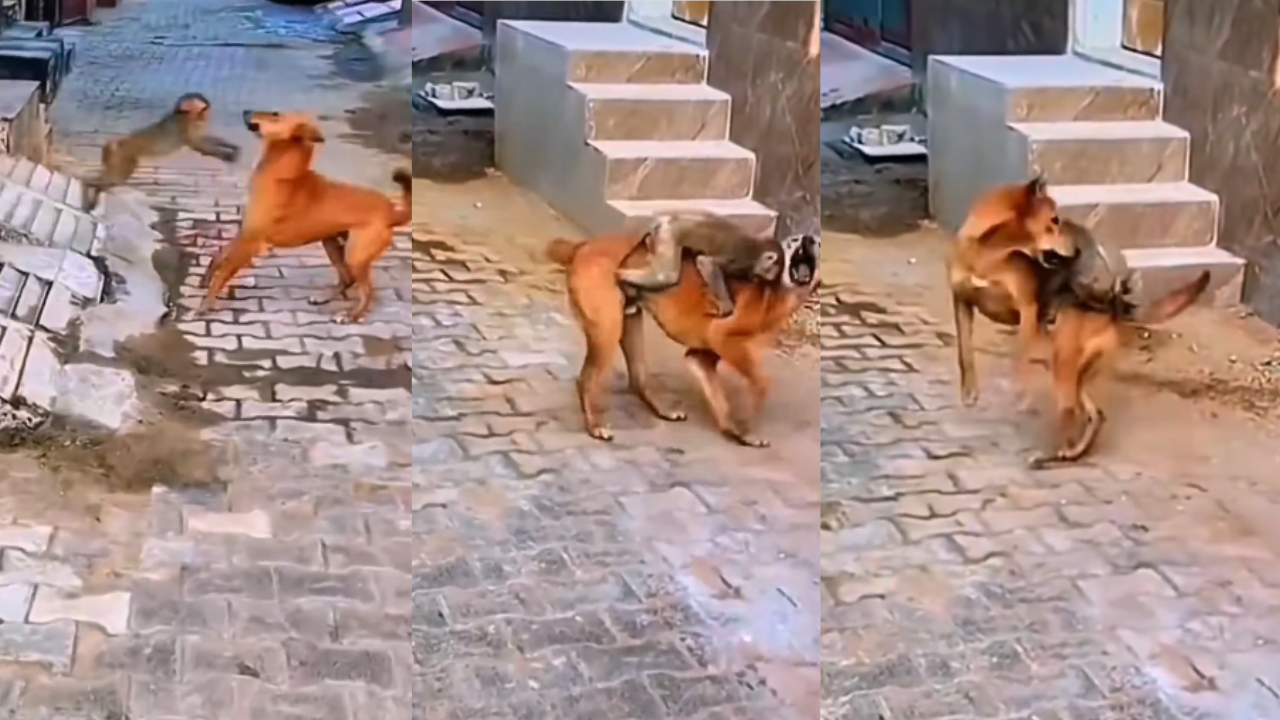 monkey attack on dog then what happened watch funny video