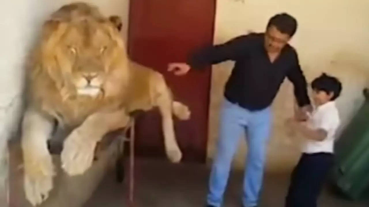 man force his son to sit on king of jungle lion watch this viral video