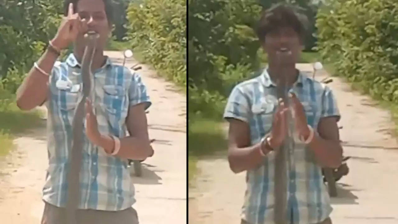 today trending video young man seen swallow king cobra alive see what happened in the end