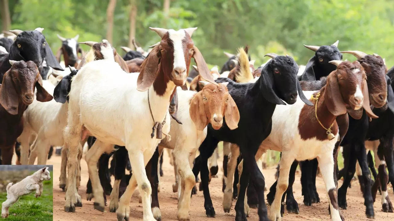 Goat rearing scheme