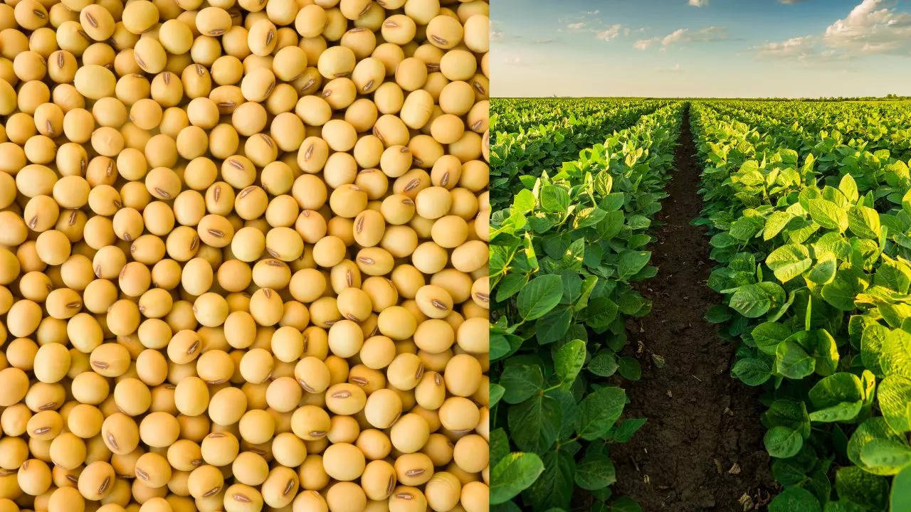 Soybean MSP