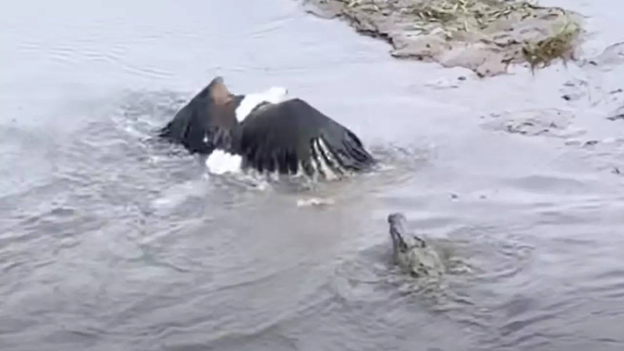 wild animal fight video crocodile and eagle fight video that shocked social media