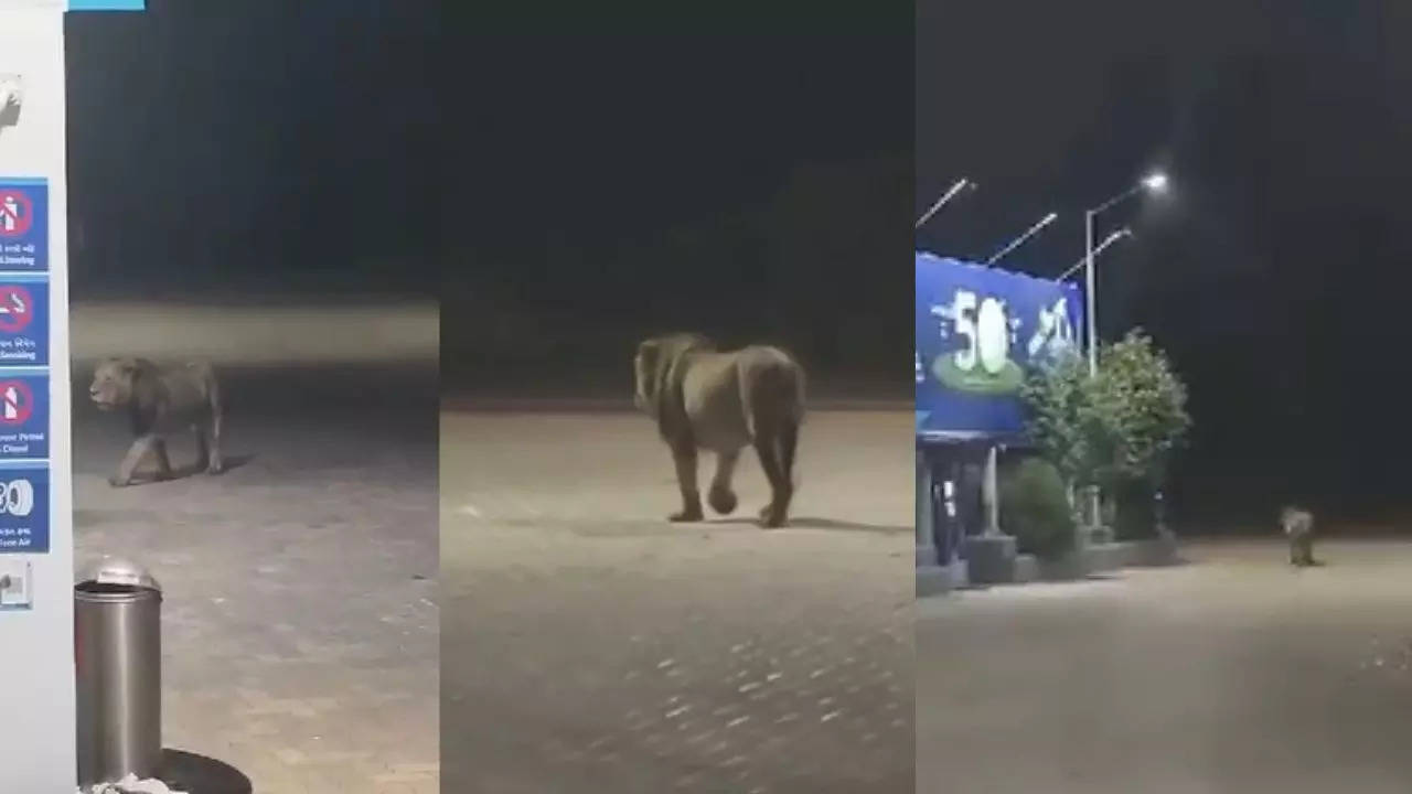 Lion Viral Video