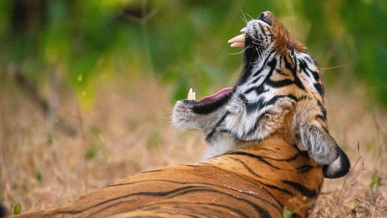 यूपी के बाद बिहार में बाघ का तांडव, बकरी को छोड़ चरवाहे को बनाया निवाला