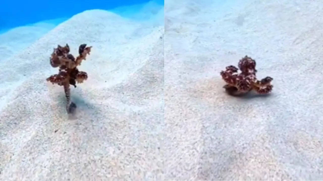 Octopus Running Viral Video