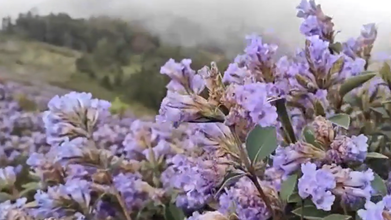 Neelakurinji