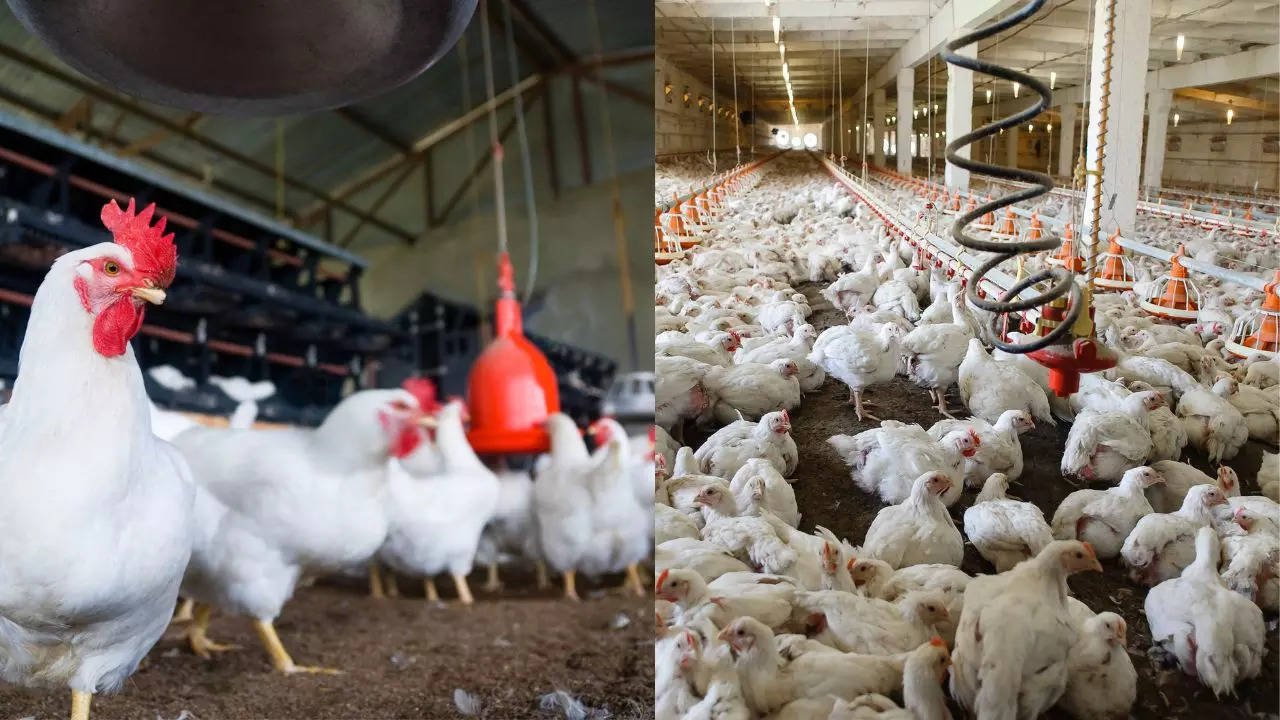 Poultry Farming Scheme