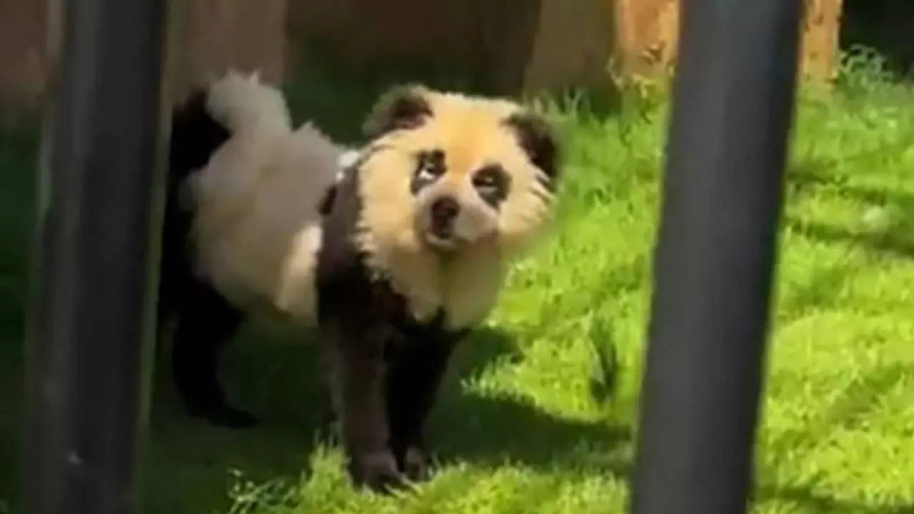 Panda-dog