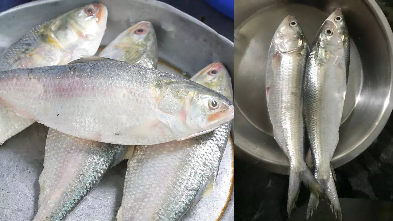 Hilsa fish, Hilsa fish export, India-Bangladesh relations, Hilsa export to India, Mohammad Yunus Sarkar