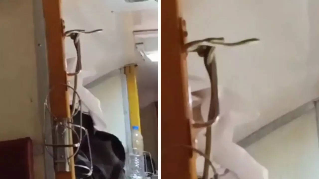 snake in train