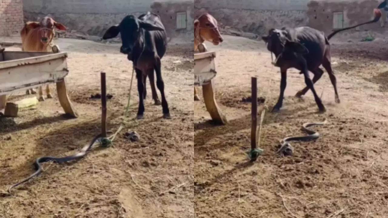 snake calf viral video