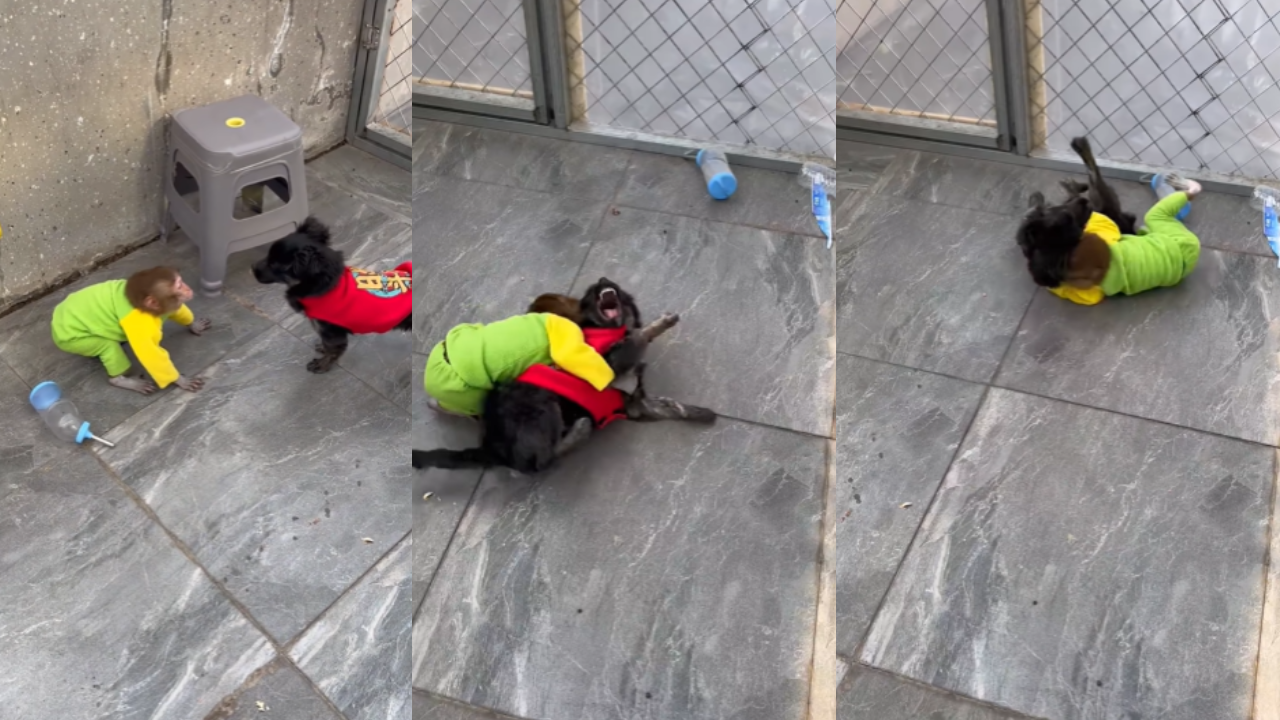 Monkey Dog fight video