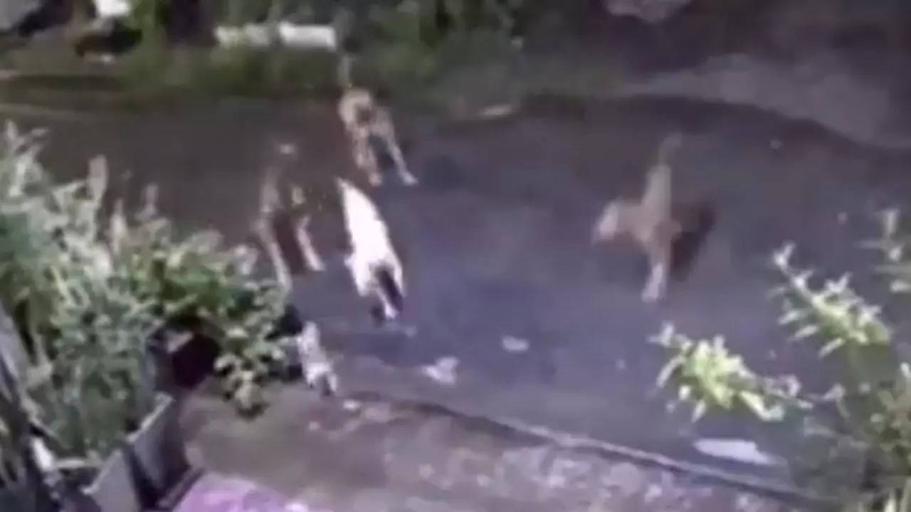 Cat Dog Fight Video