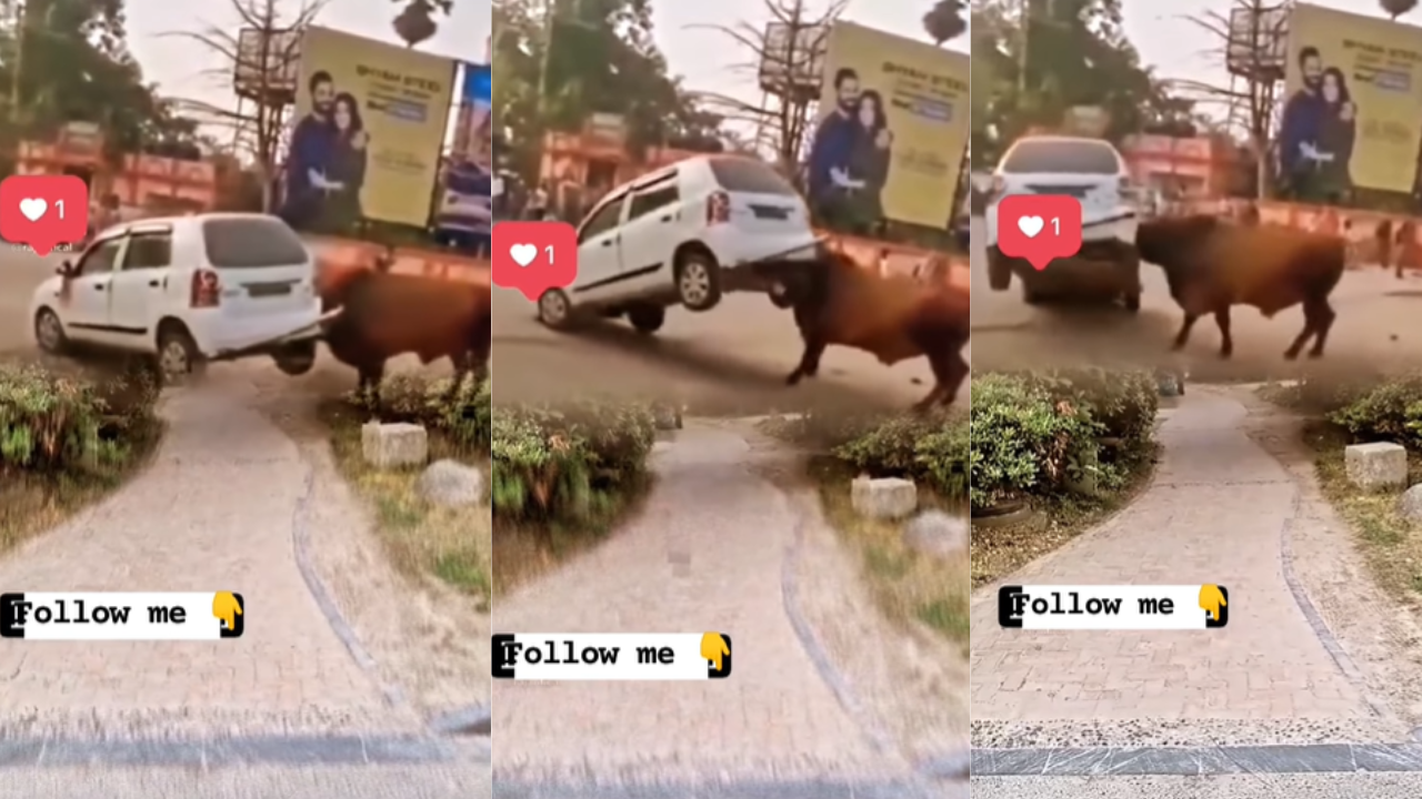 Bull Attack Video