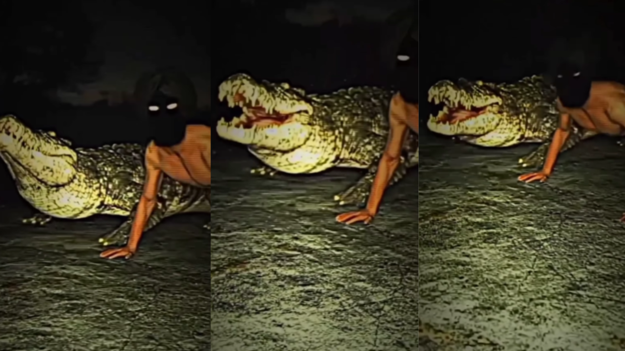 Crocodile push up video