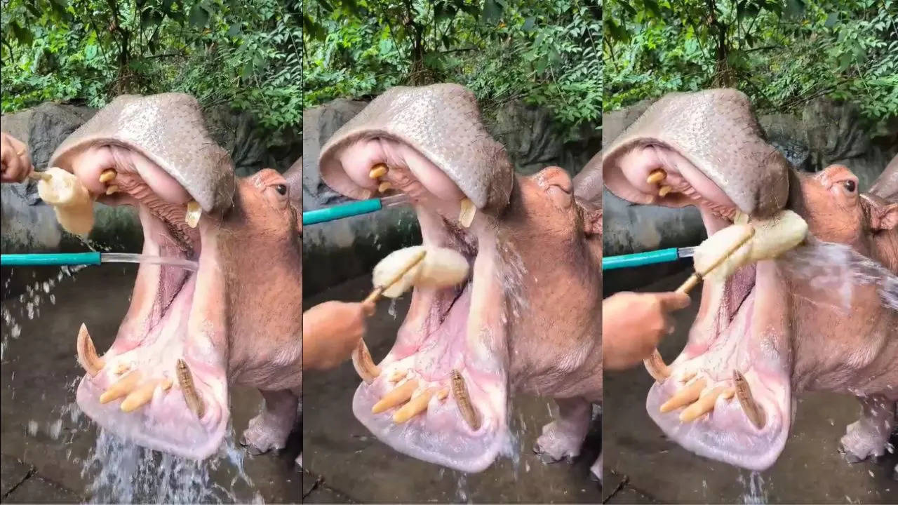 Hippopotamus Teeth Cleaning Video